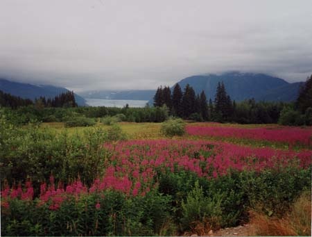 Loosestrife Near Juneau, Alaska Courtesy of Becky Shuon