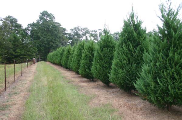 christmas_trees_9-2-7_015_op_599x397