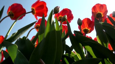 stock-footage-sun-shines-through-red-tulips
