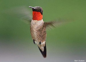 Ruby-throatedHummingbird_BariDuBois copy