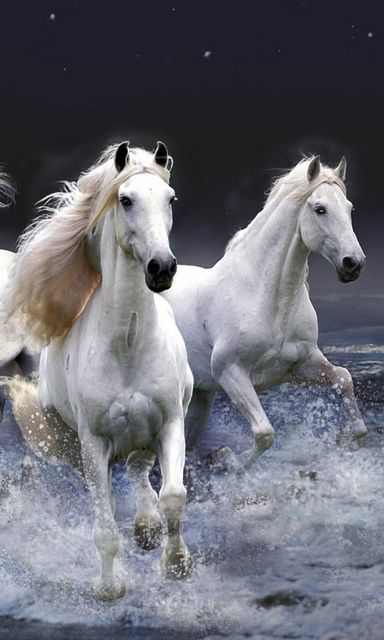 horses
