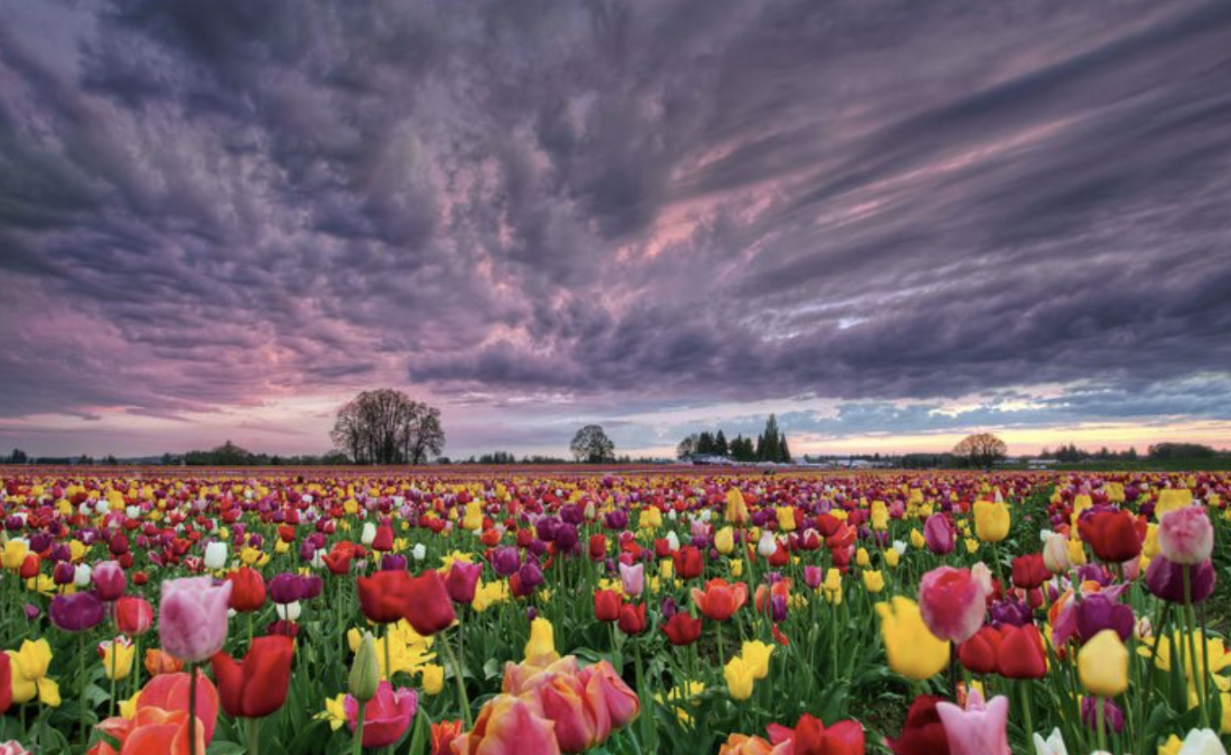 Tulips under a gray sky
